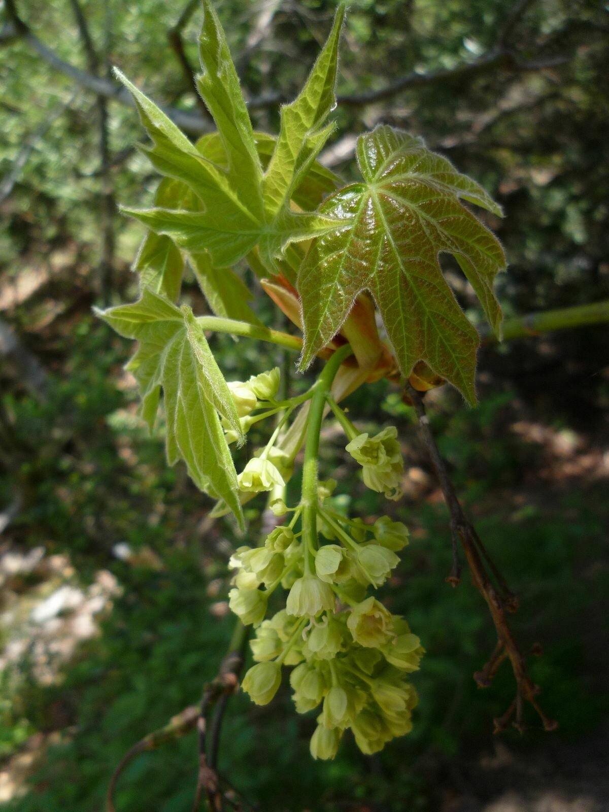 High Resolution Acer macrophyllum Flower